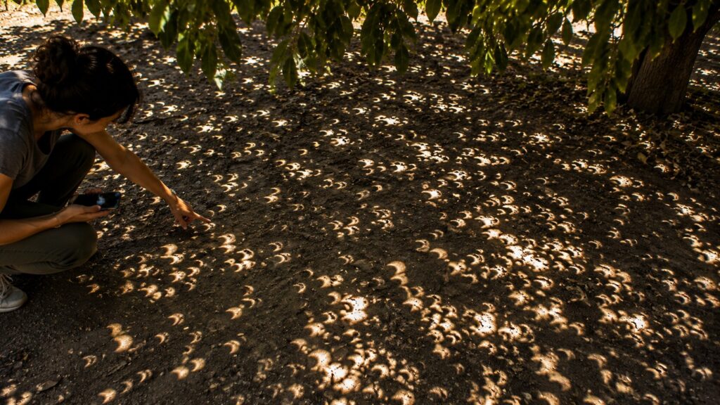 Cientos de proyecciones en forma de media luna bajo un árbol durante un eclipse solar parcial