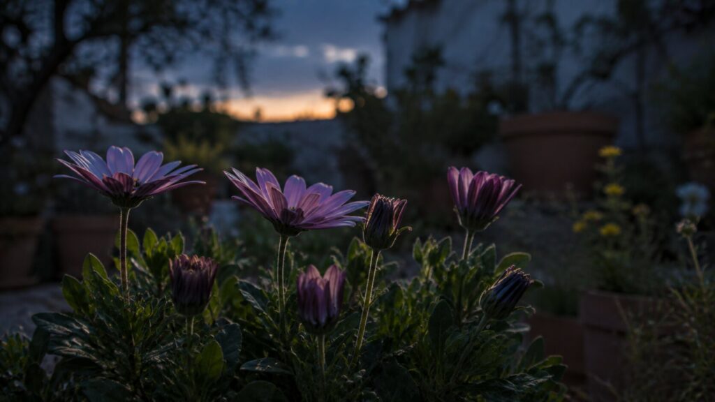 Flores de jardín parcialmente cerradas durante la disminución de luz provocada por un eclipse solar